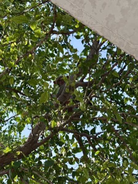 Monkey in a tree